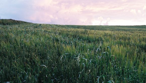 summer field of green wheat at sunset