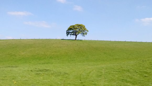 lone tree