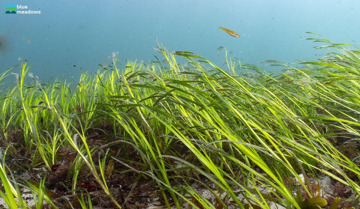 seagrass image from blue meadows campaign