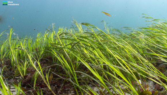 seagrass image from blue meadows campaign