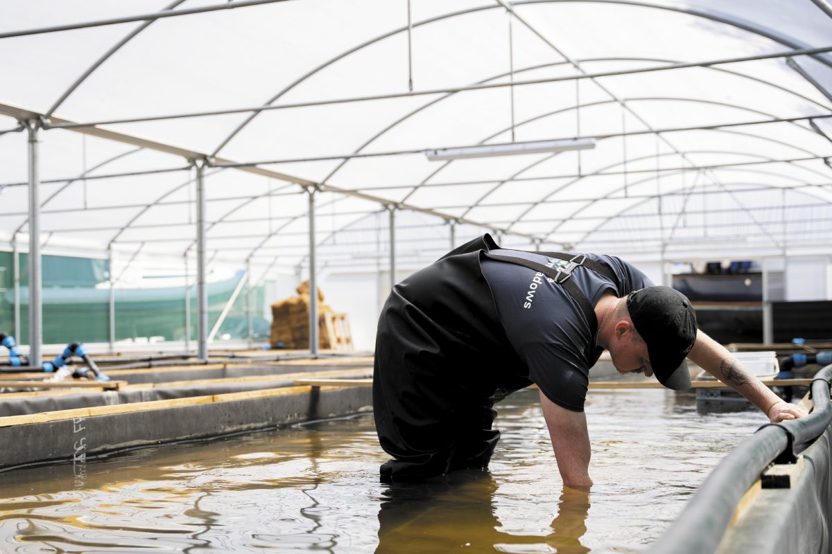 man foresting seagrass