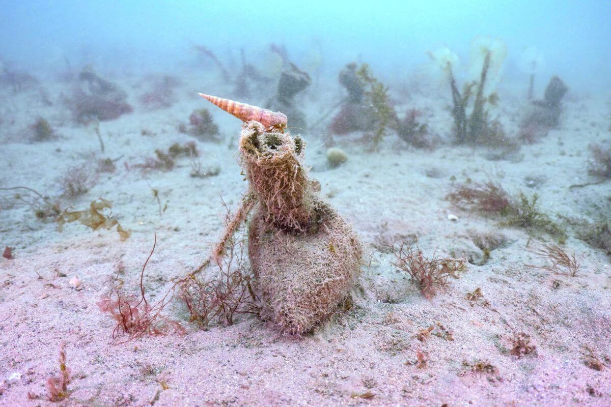 Hermit crab on top of seagrass planting back on the ocean floor